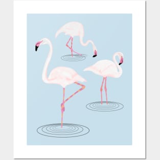 Pink Flamingos in Water Posters and Art